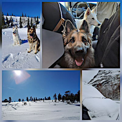 Eyla und Xora im norwegischen Schnee