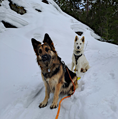 Eyla und Xora im schwedischen Winterwald