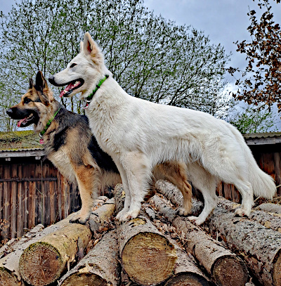 Eyla und Xora auf einem Holzstapel